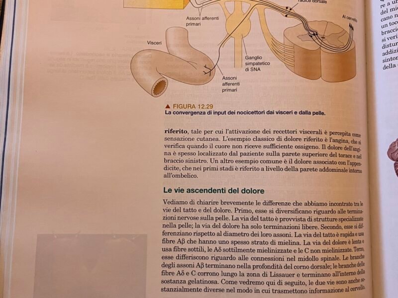 Neuroscienze - Esplorando il cervello