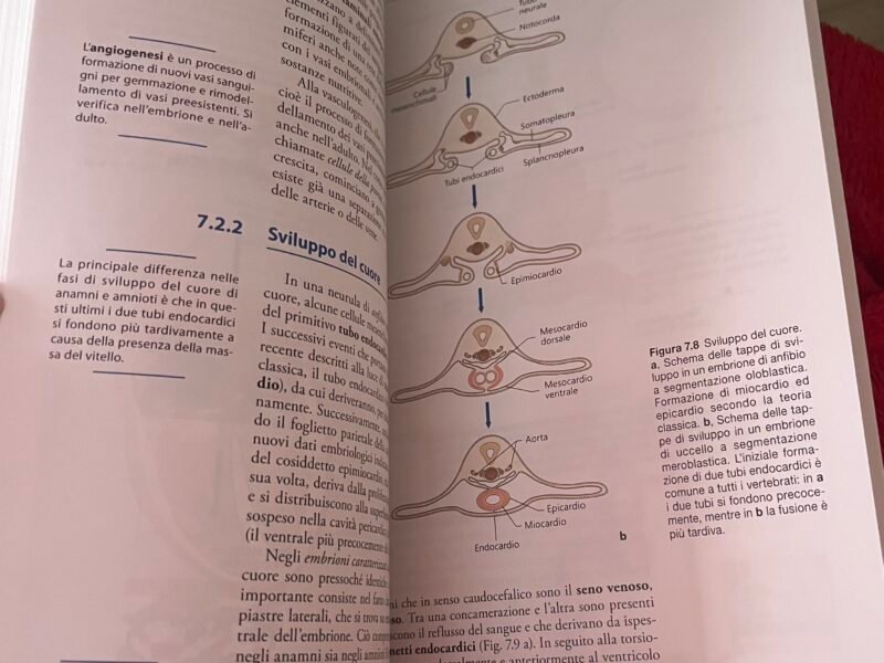 Anatomia comparata