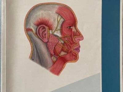 BASI DI ANATOMIA SISTEMATICA